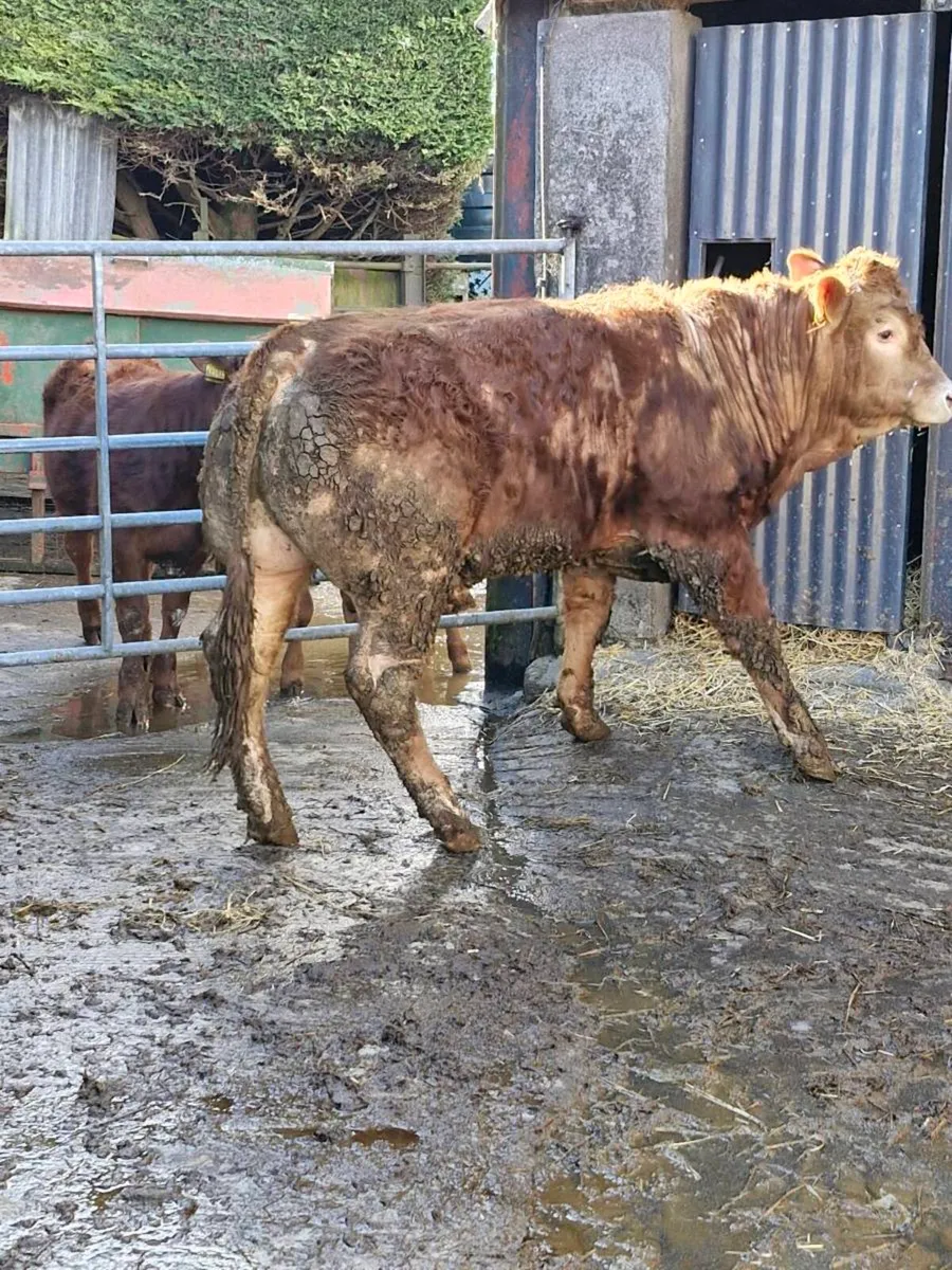 Pedigree limousine bull - Image 1