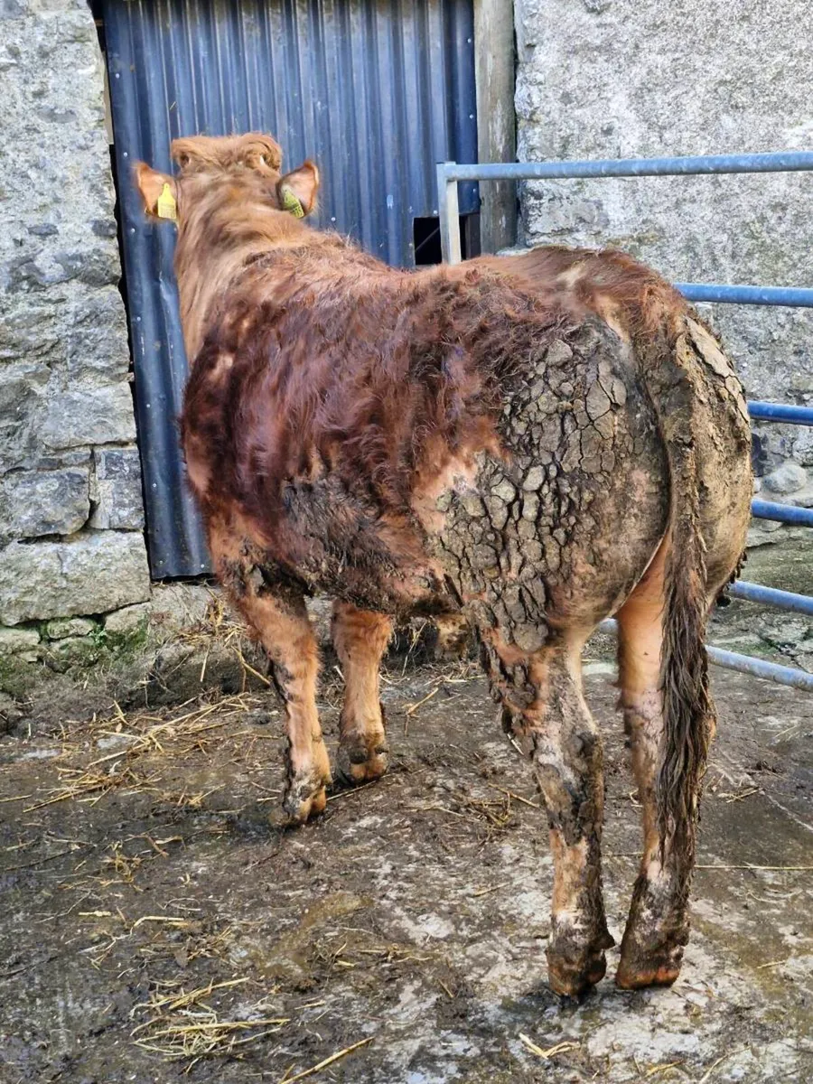 Pedigree limousine bull - Image 2