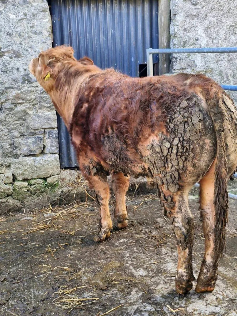 Pedigree limousine bull - Image 3