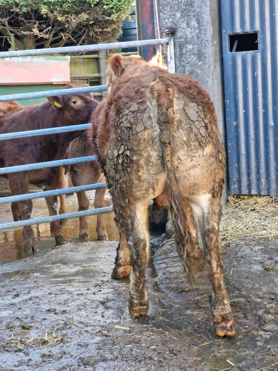 Pedigree limousine bull - Image 4