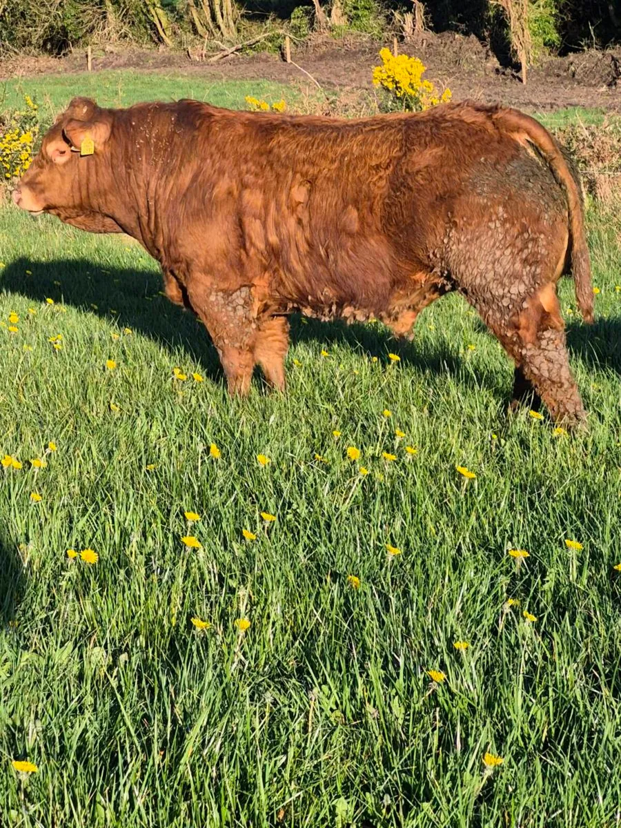 Limousin bulls - Image 1