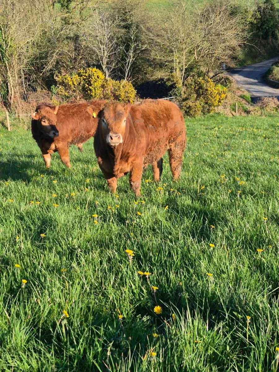 Limousin bulls - Image 2