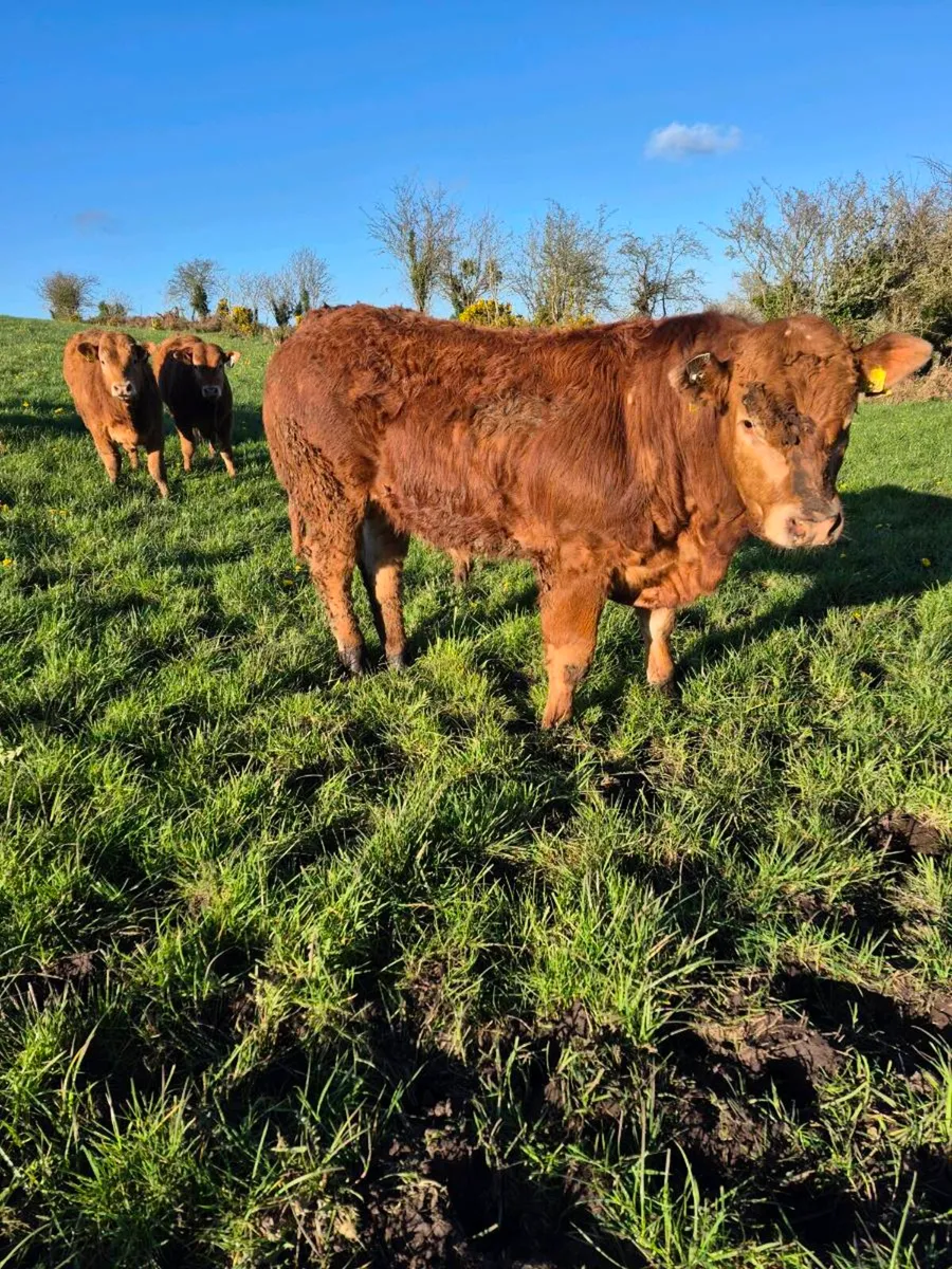 Limousin bulls - Image 4