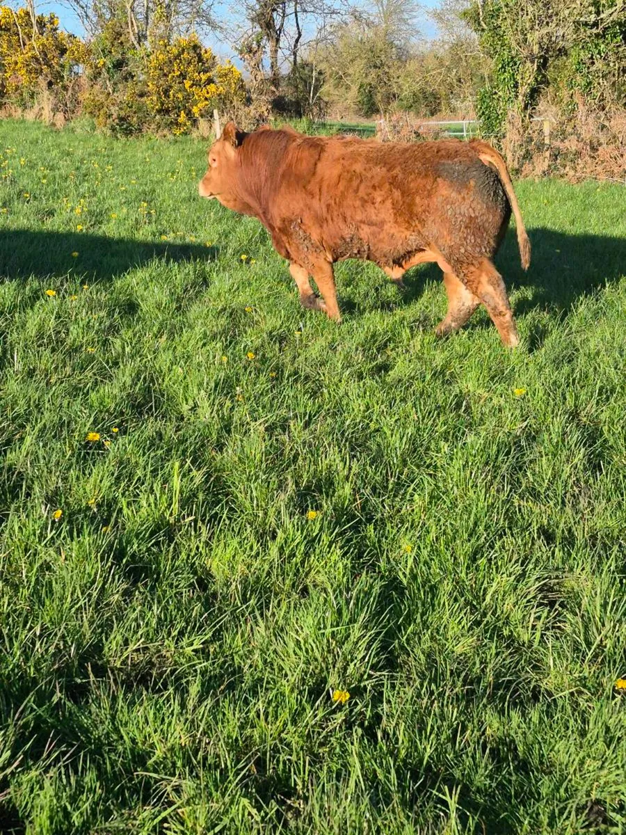 Limousin bulls - Image 3