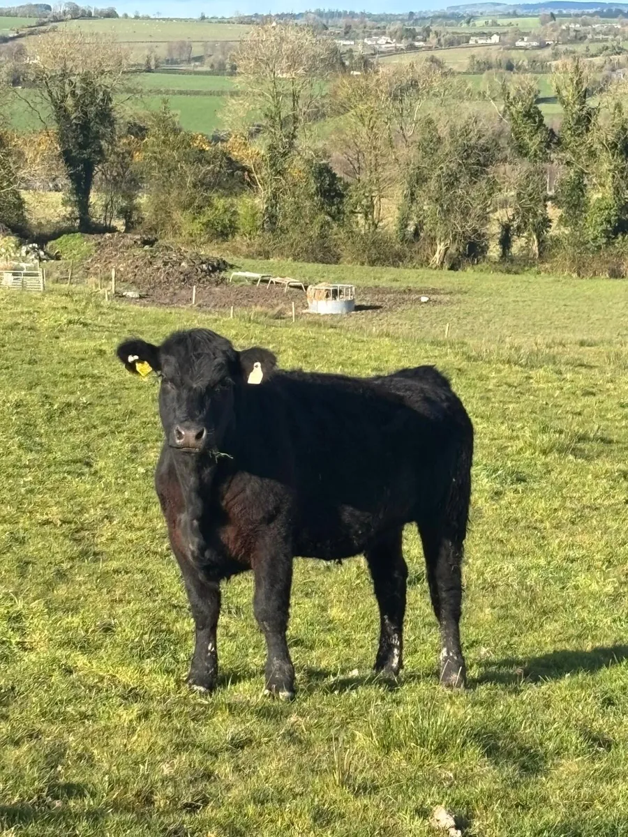 Heifer - Image 1