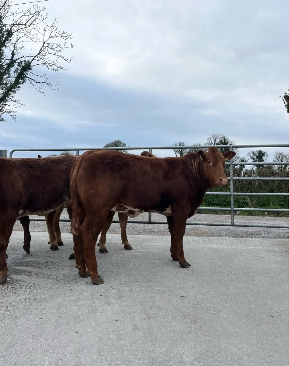 Top Quality Heifer Weanling - Image 3