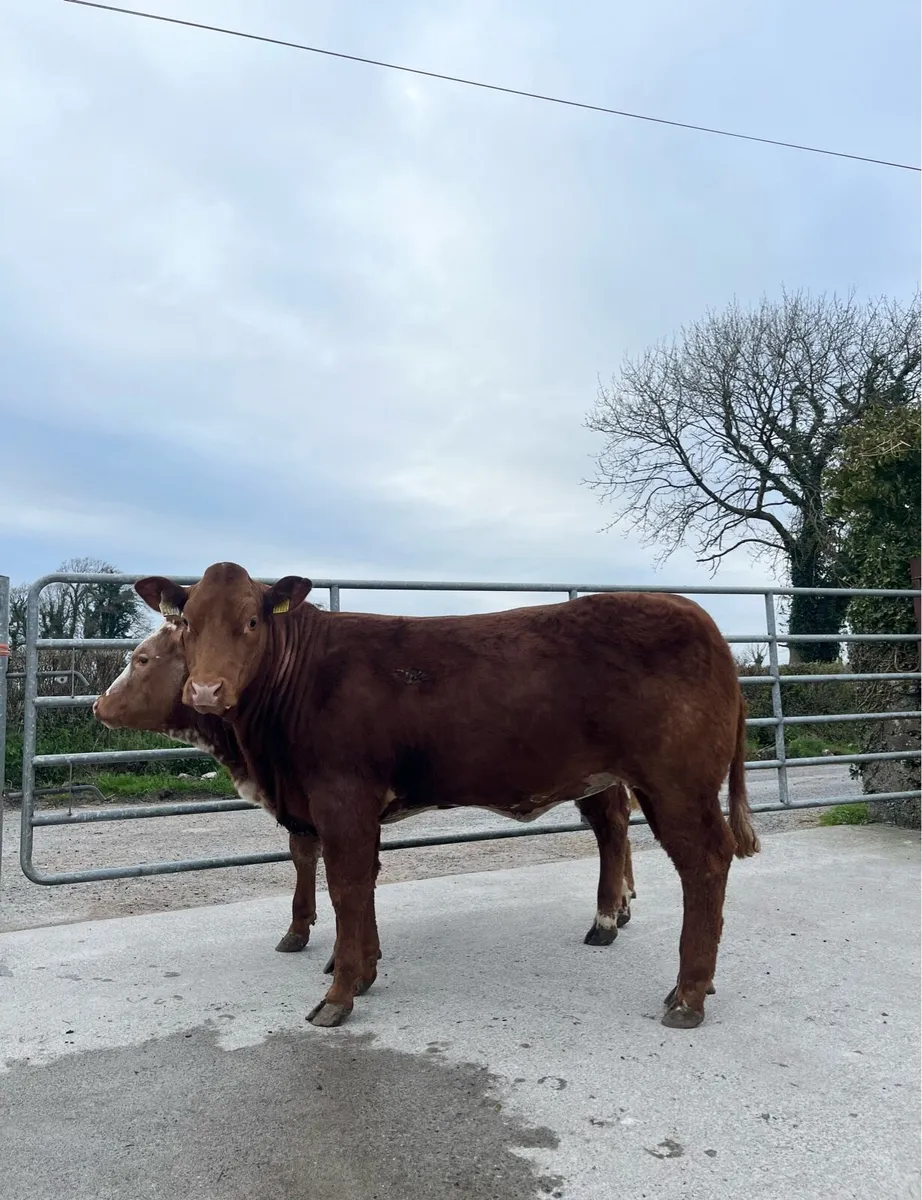 Top Quality Heifer Weanling - Image 2