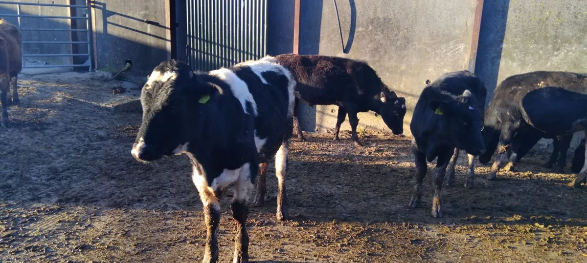British freisian yearling store bullocks outlyers - Image 2