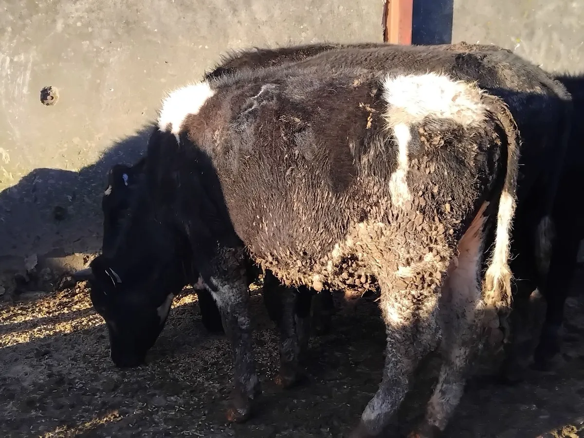 British freisian yearling store bullocks outlyers - Image 1