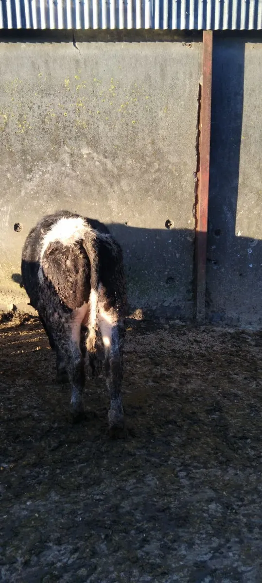 British freisian yearling store bullocks outlyers - Image 4