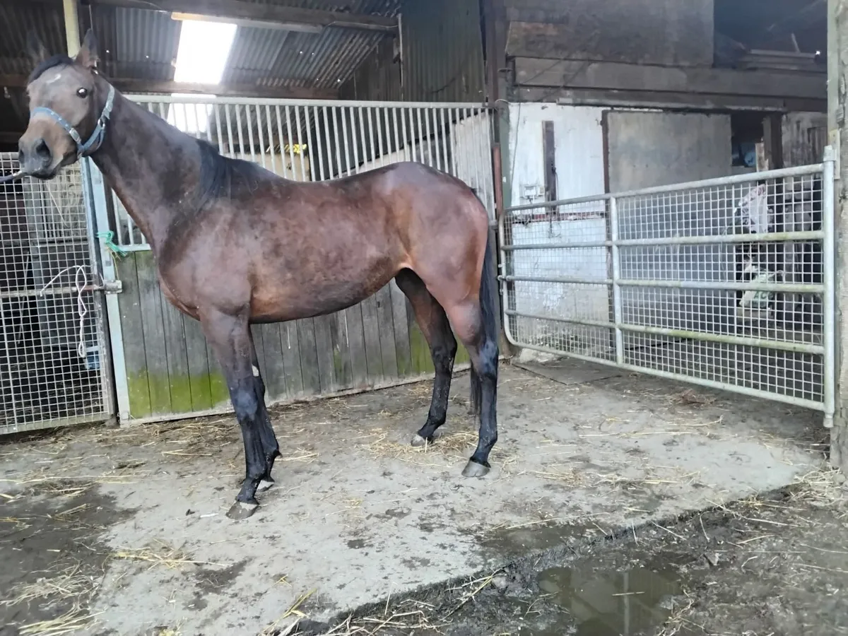 Filly for sale - Image 1