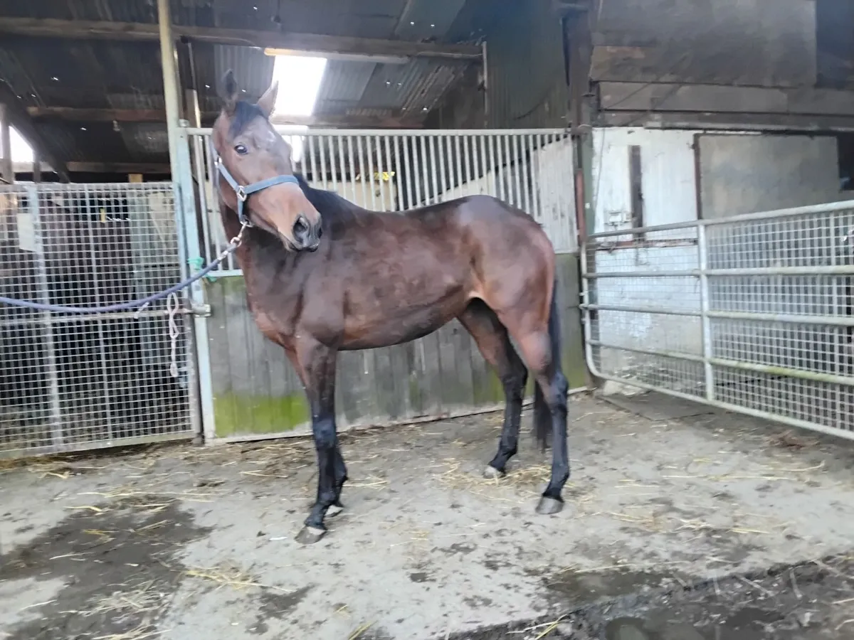 Filly for sale - Image 2