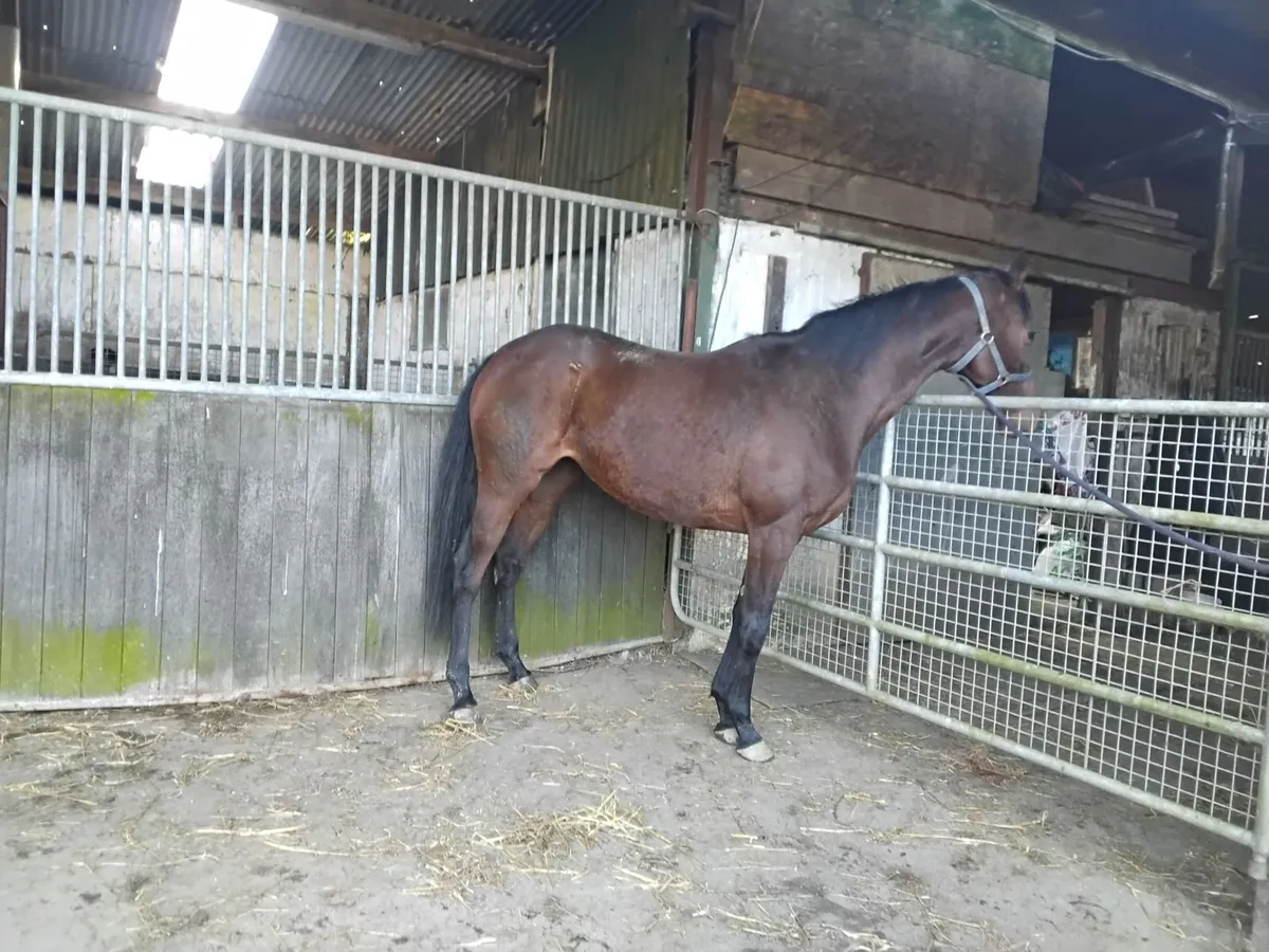 Filly for sale - Image 3