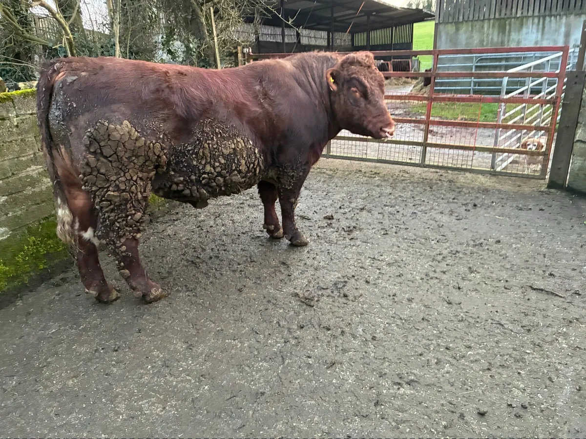 Shorthorn bull - Image 1