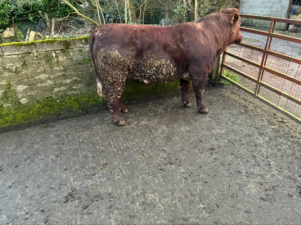 Shorthorn bull - Image 2