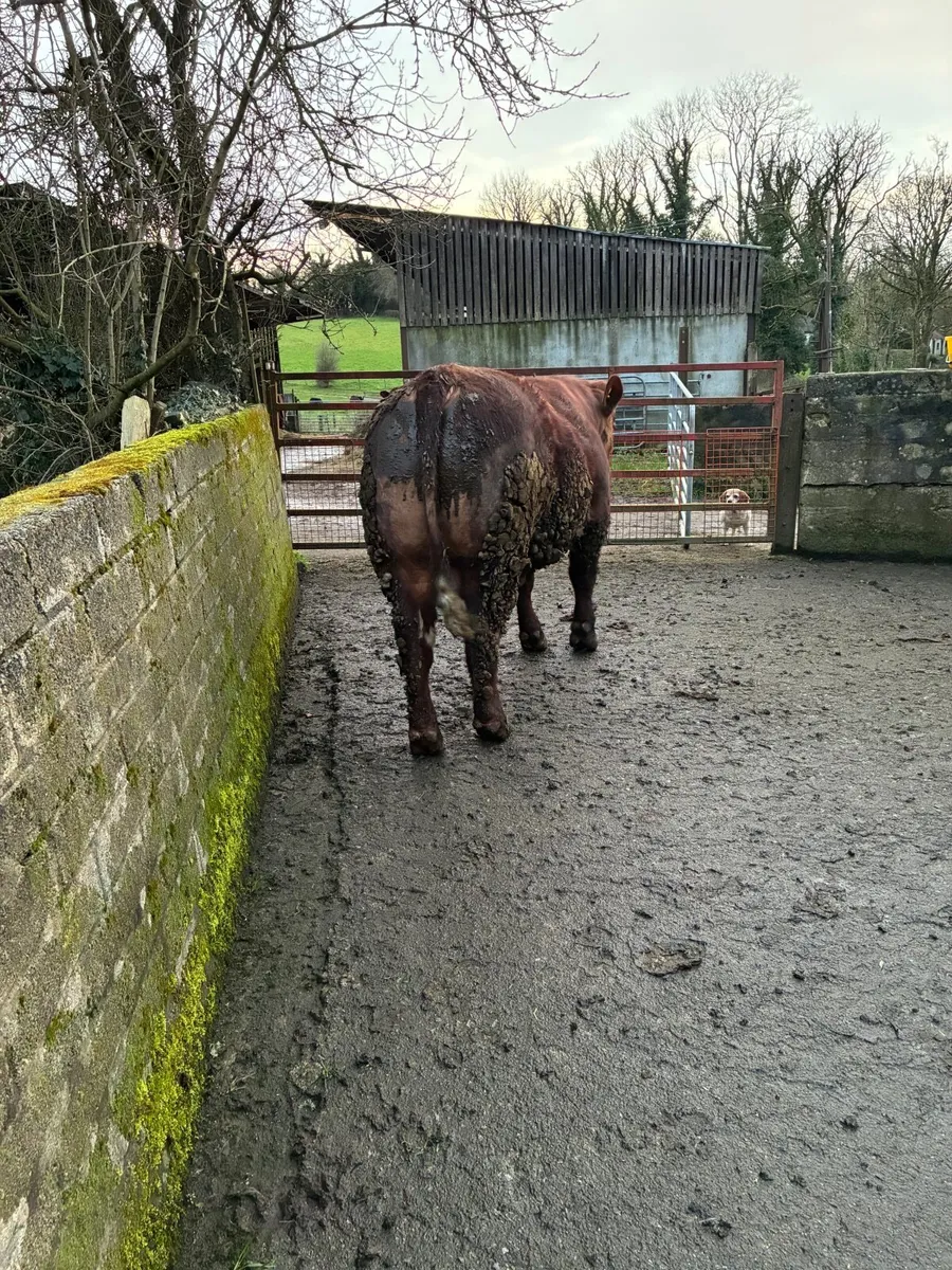 Shorthorn bull - Image 3