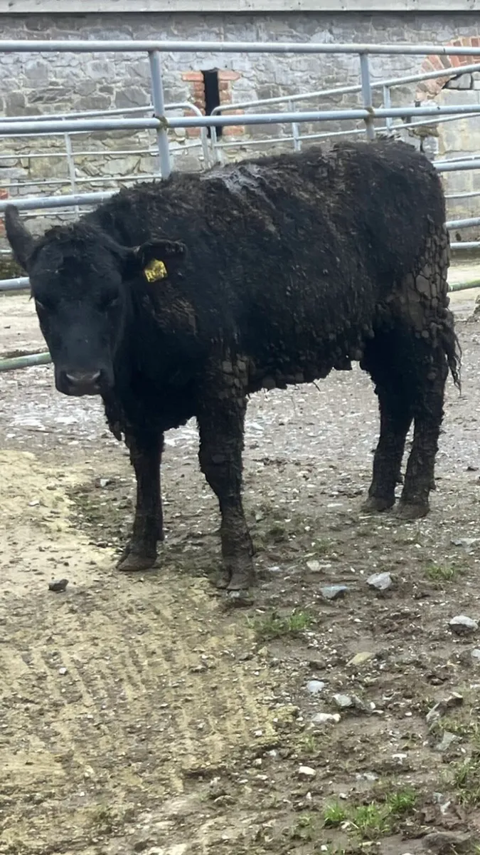 Yearling Heifer’s - Image 2