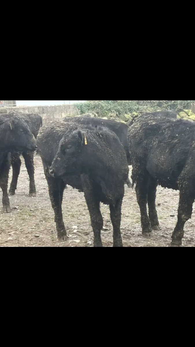 Yearling Heifer’s - Image 3