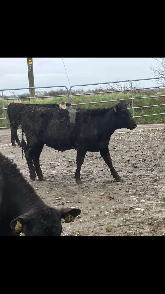 Yearling Heifer’s - Image 4
