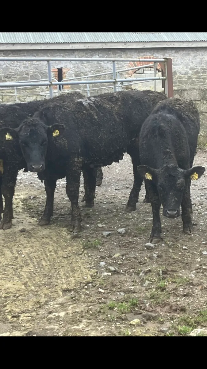 Yearling Heifer’s - Image 1