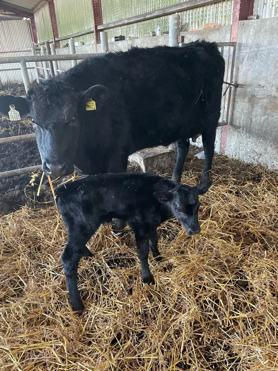 Heifers with calves - Image 1
