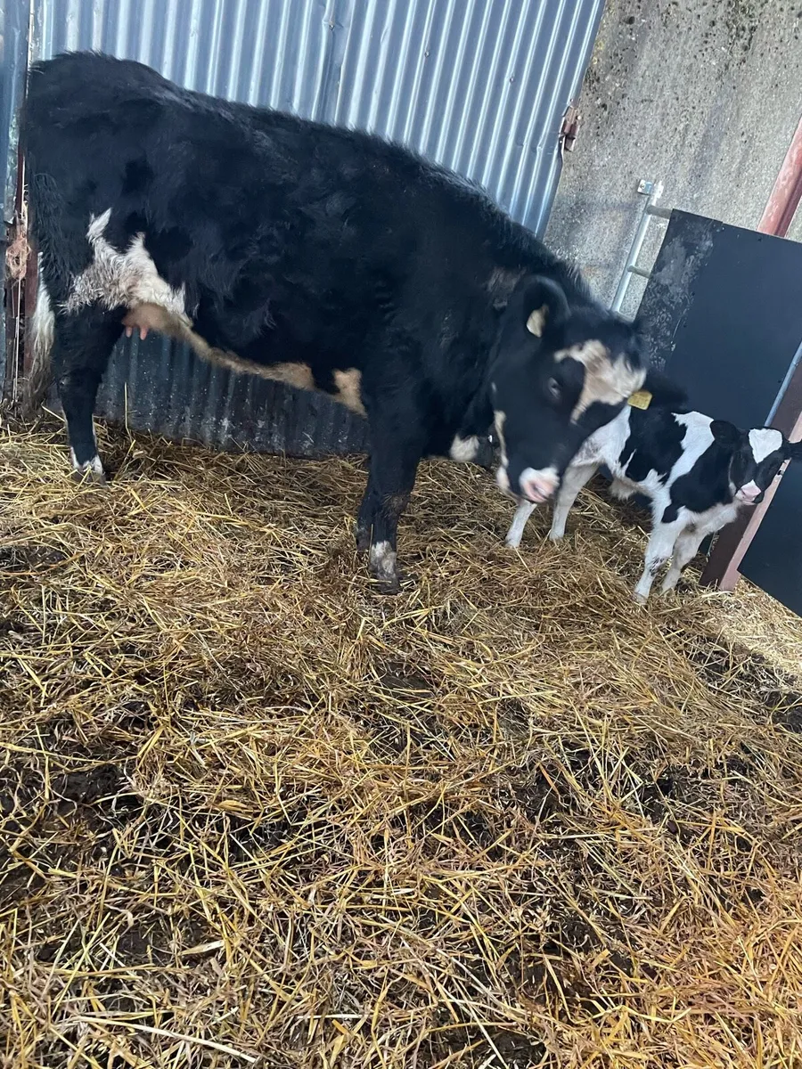 Heifers with calves - Image 2