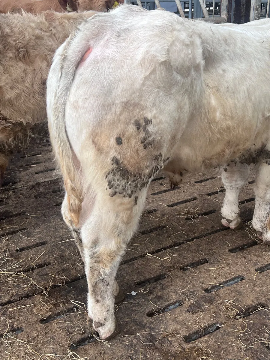 2 U Grading Bullocks - Image 2