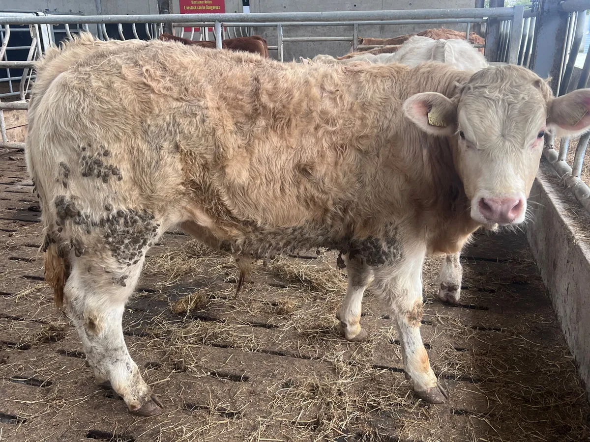 2 U Grading Bullocks - Image 3