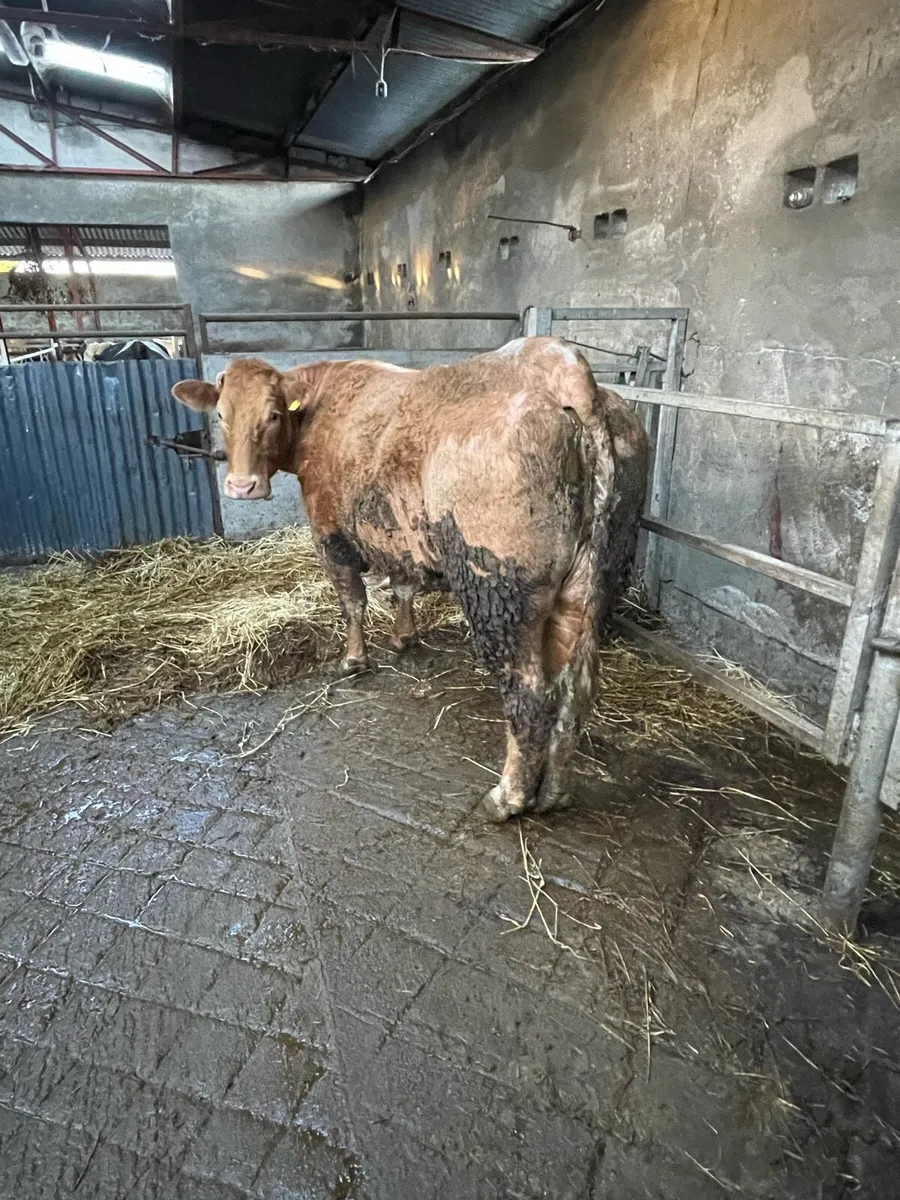 Foster cow - Image 1