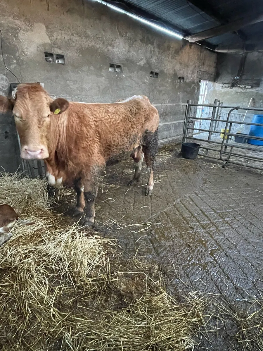 Foster cow - Image 2