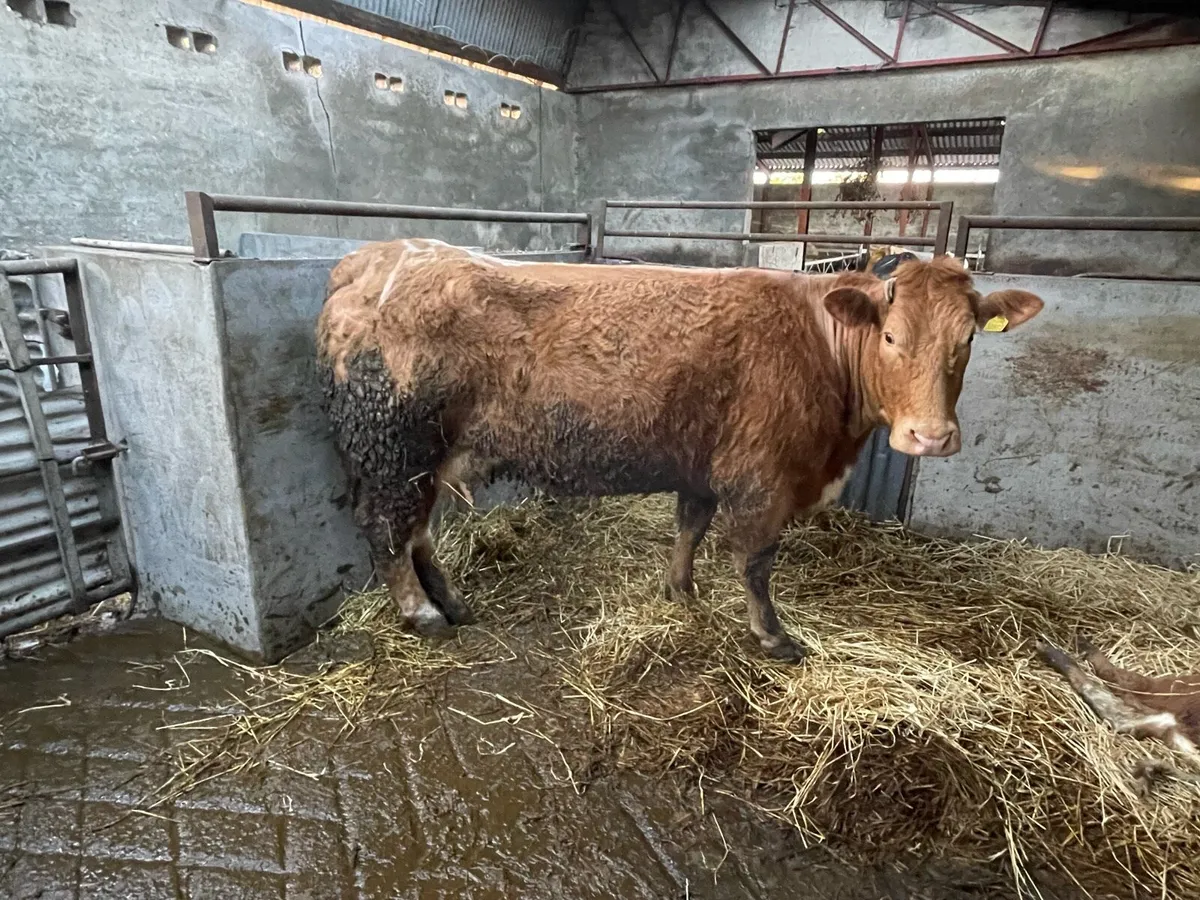 Foster cow - Image 3