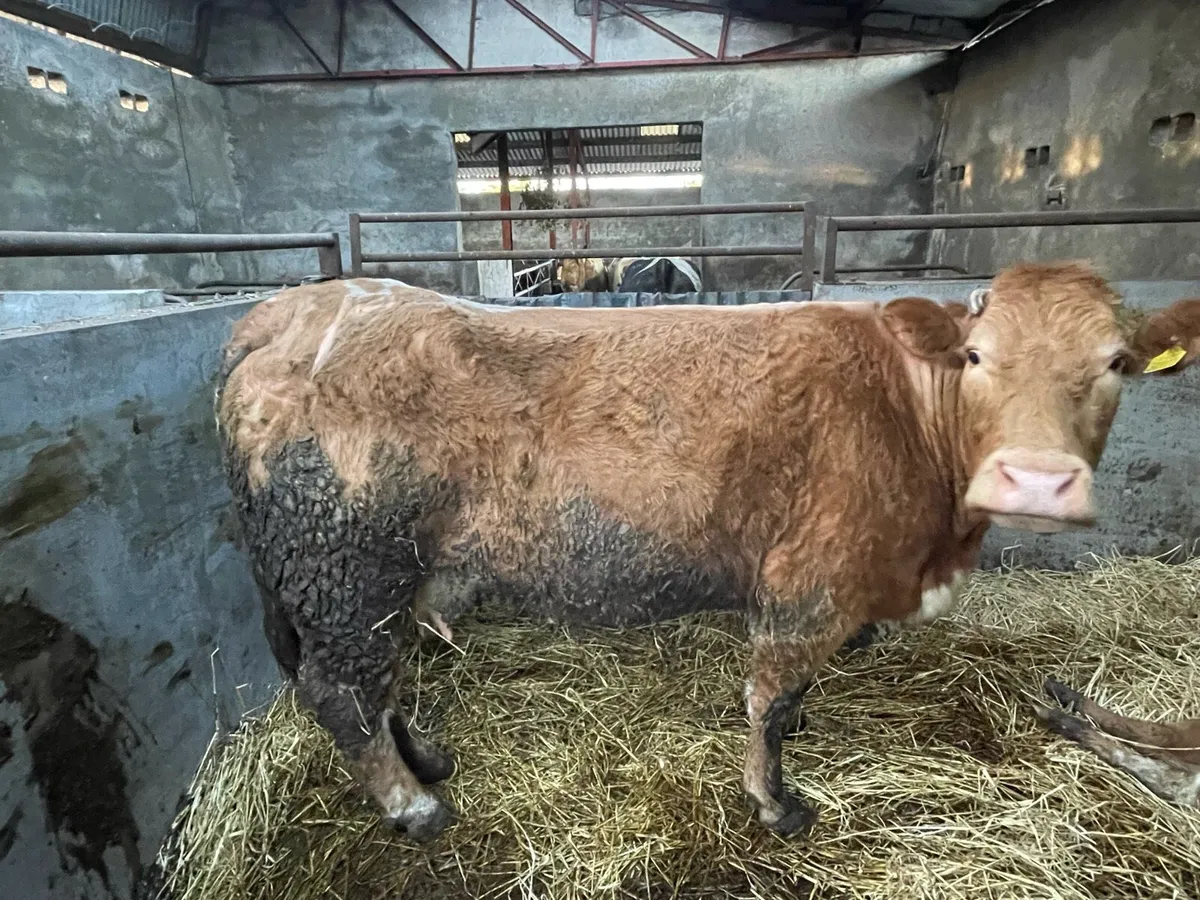 Foster cow - Image 4