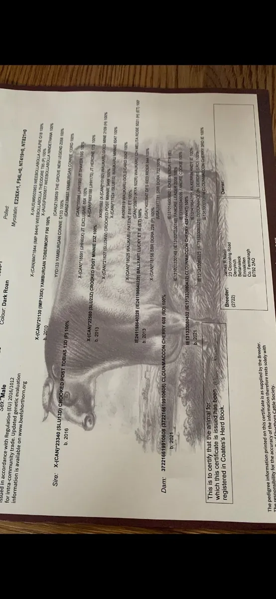 Shorthorn bull - Image 4