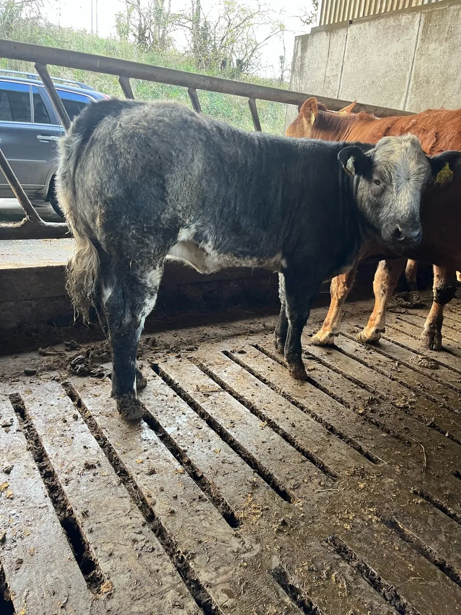 5 star BBX weanling - Image 1