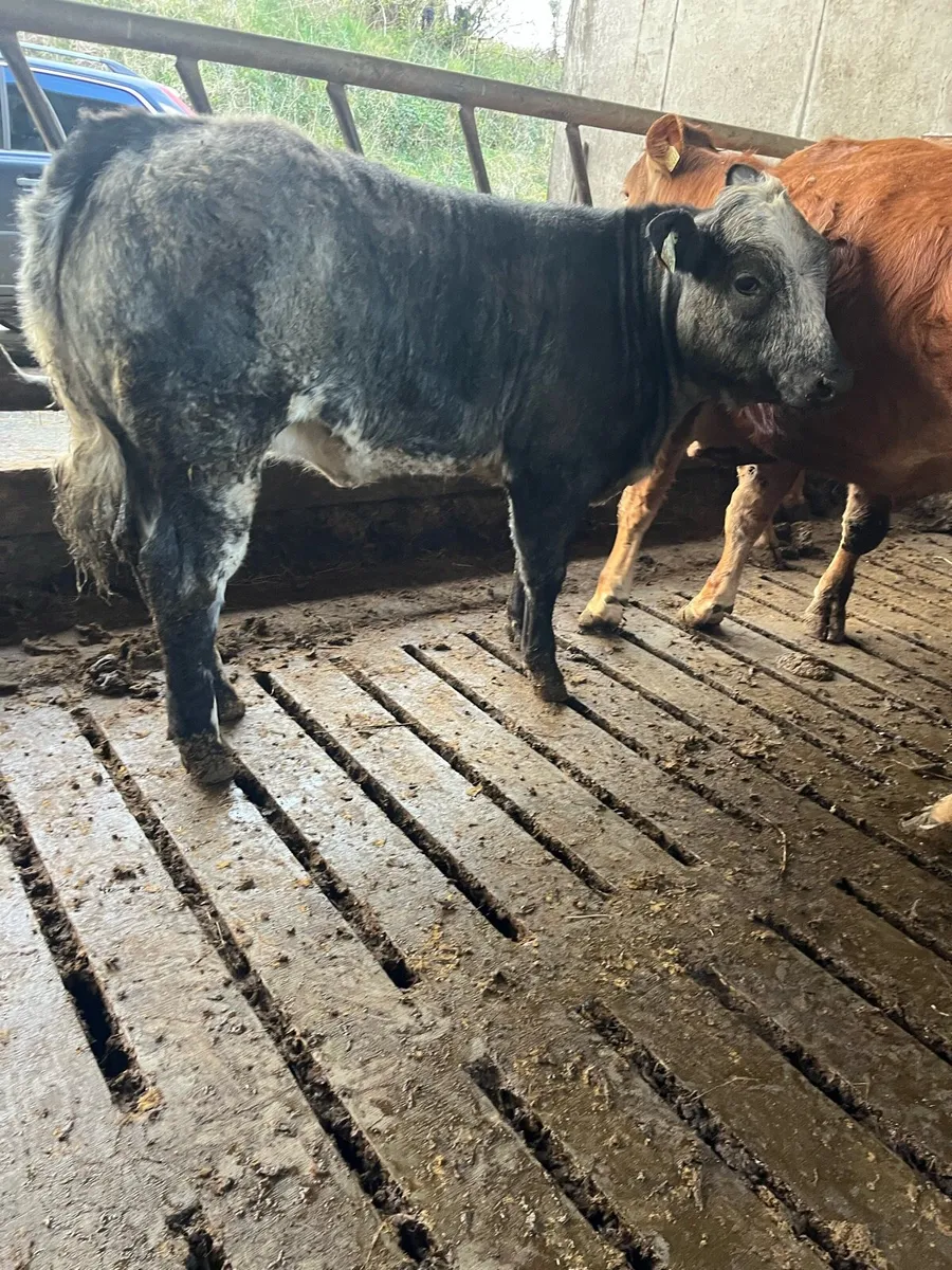 5 star BBX weanling - Image 2