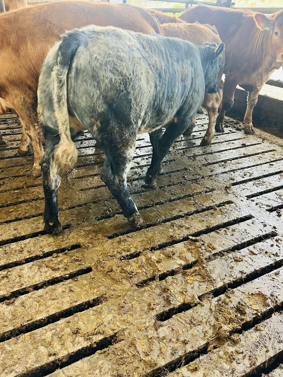 5 star BBX weanling - Image 4