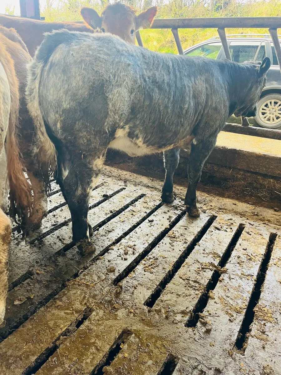 5 star BBX weanling - Image 3