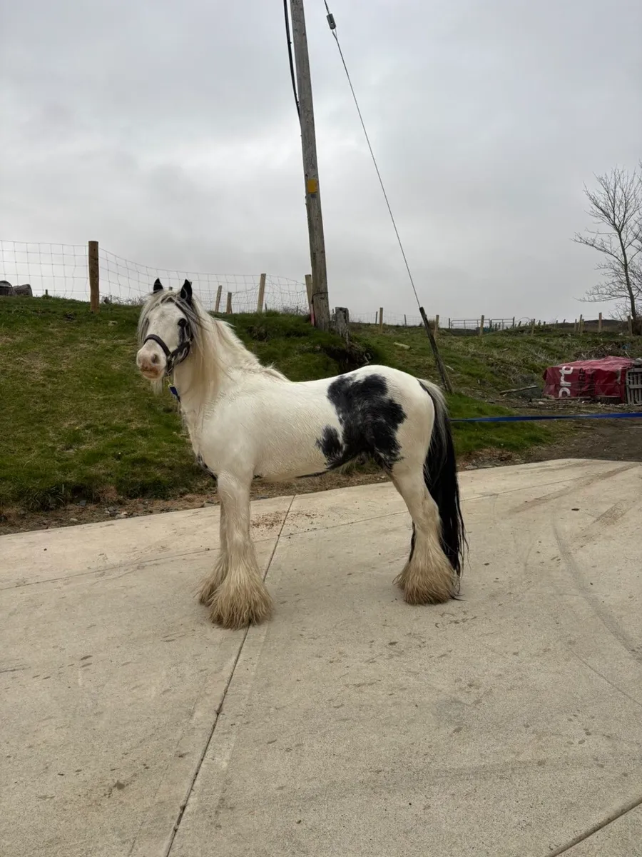 Stallion at stud - Image 2