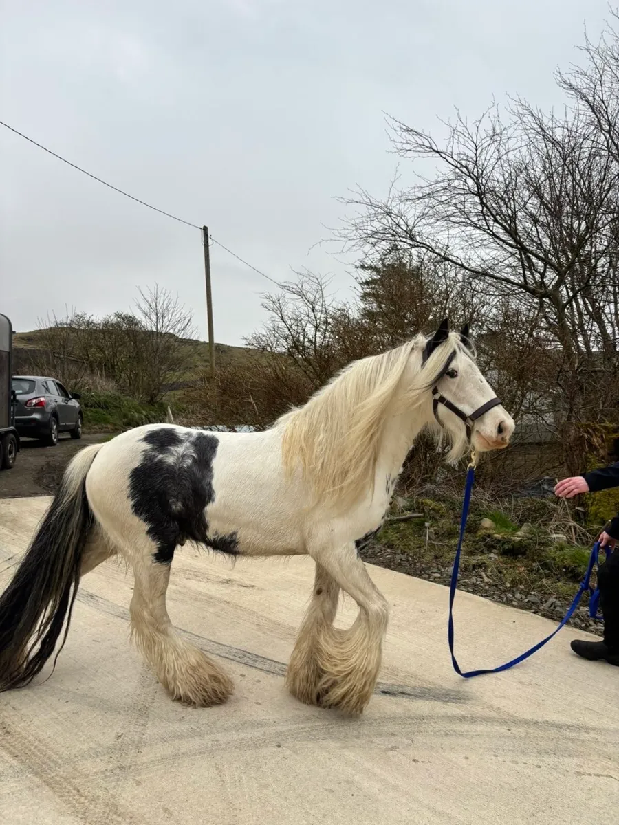 Stallion at stud - Image 3