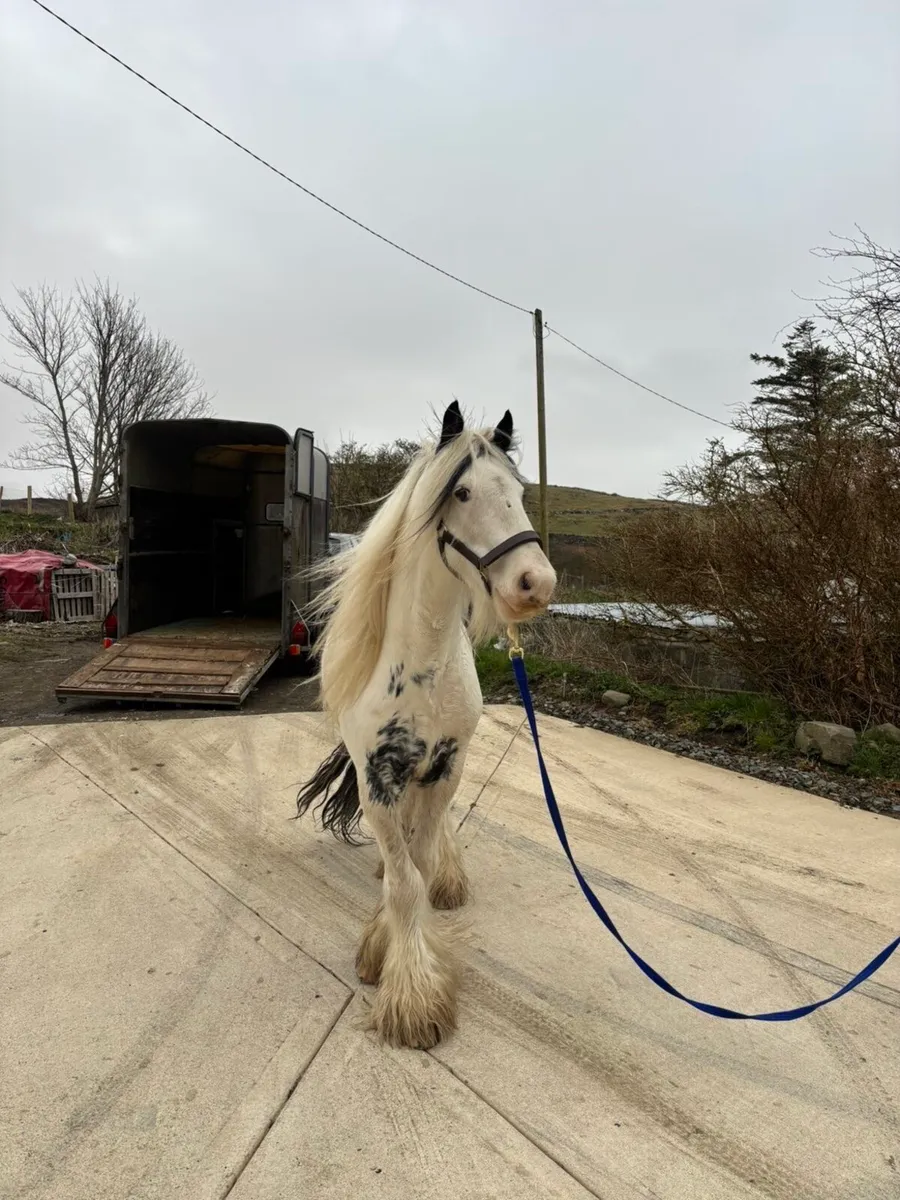 Stallion at stud - Image 4