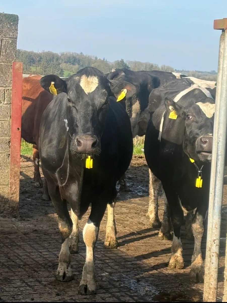 Heat and Health detection system - Image 3