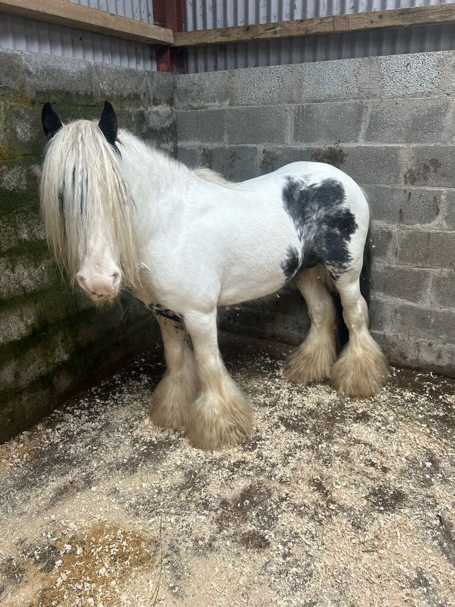 Stallion at stud - Image 1