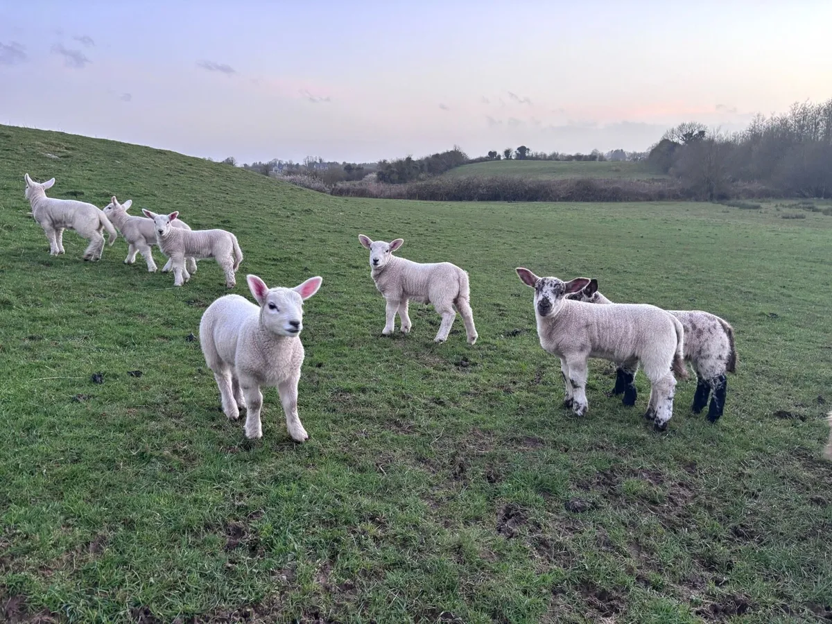 Ewes and lambs organic - Image 4