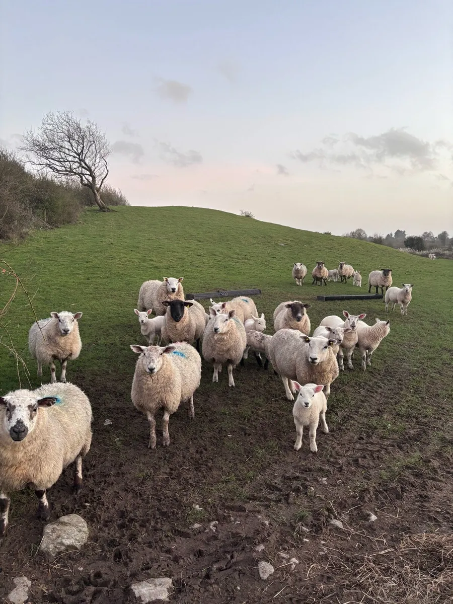 Ewes and lambs organic - Image 1