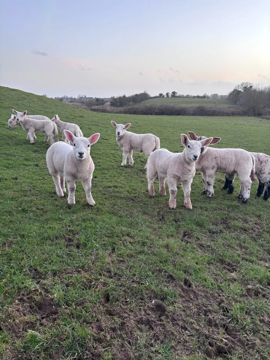 Ewes and lambs organic - Image 2