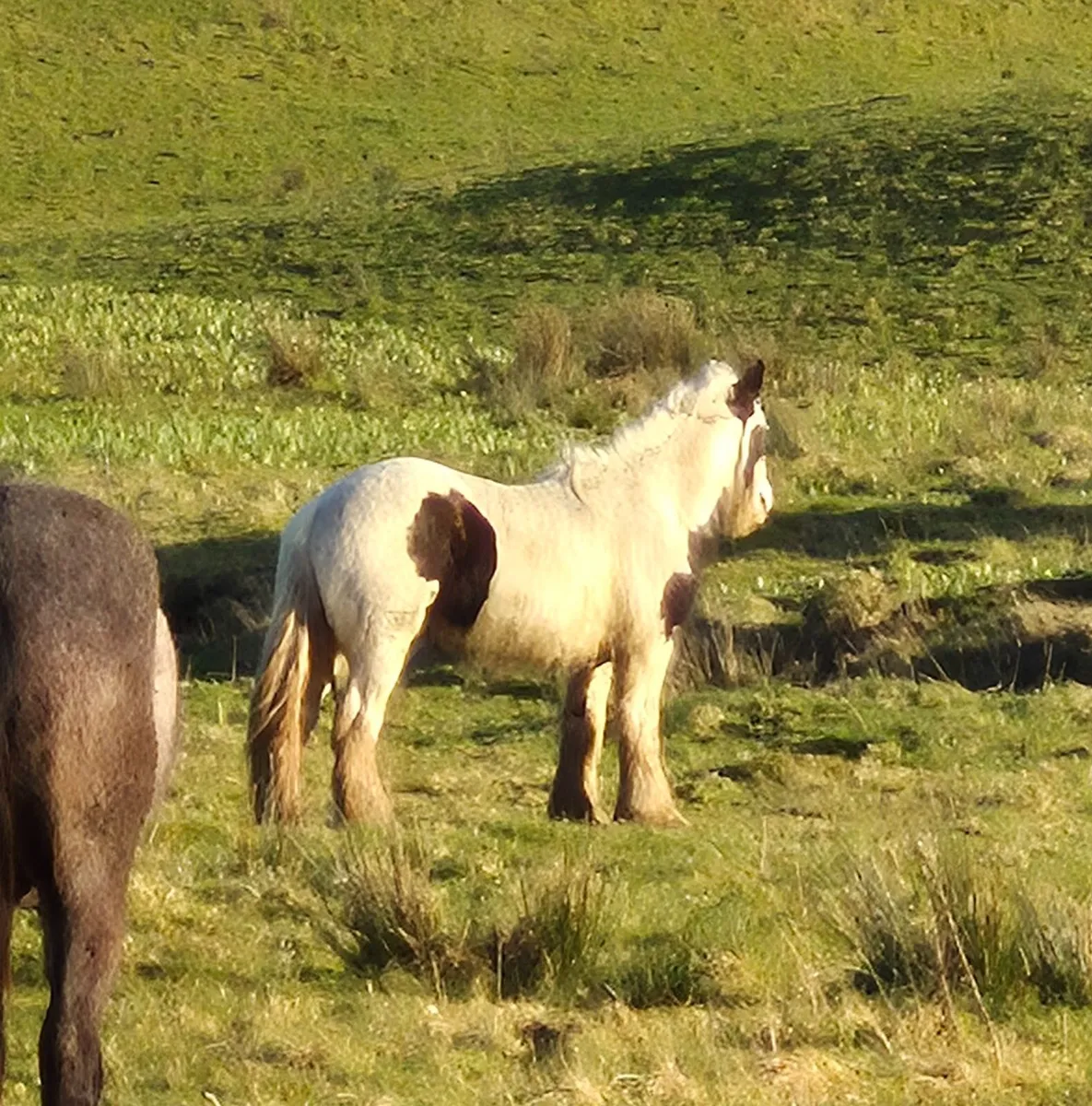 Coloured Cob Colt - Image 3