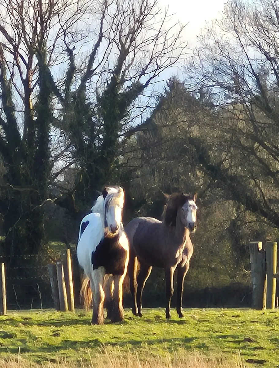 Coloured Cob Colt - Image 4