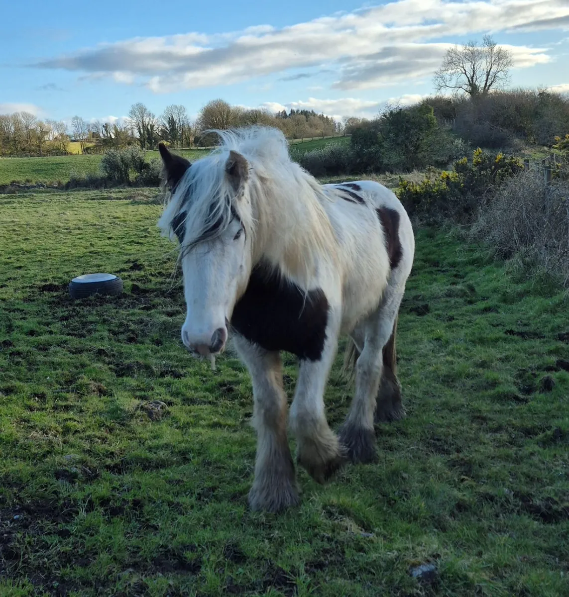 Coloured Cob Colt - Image 2