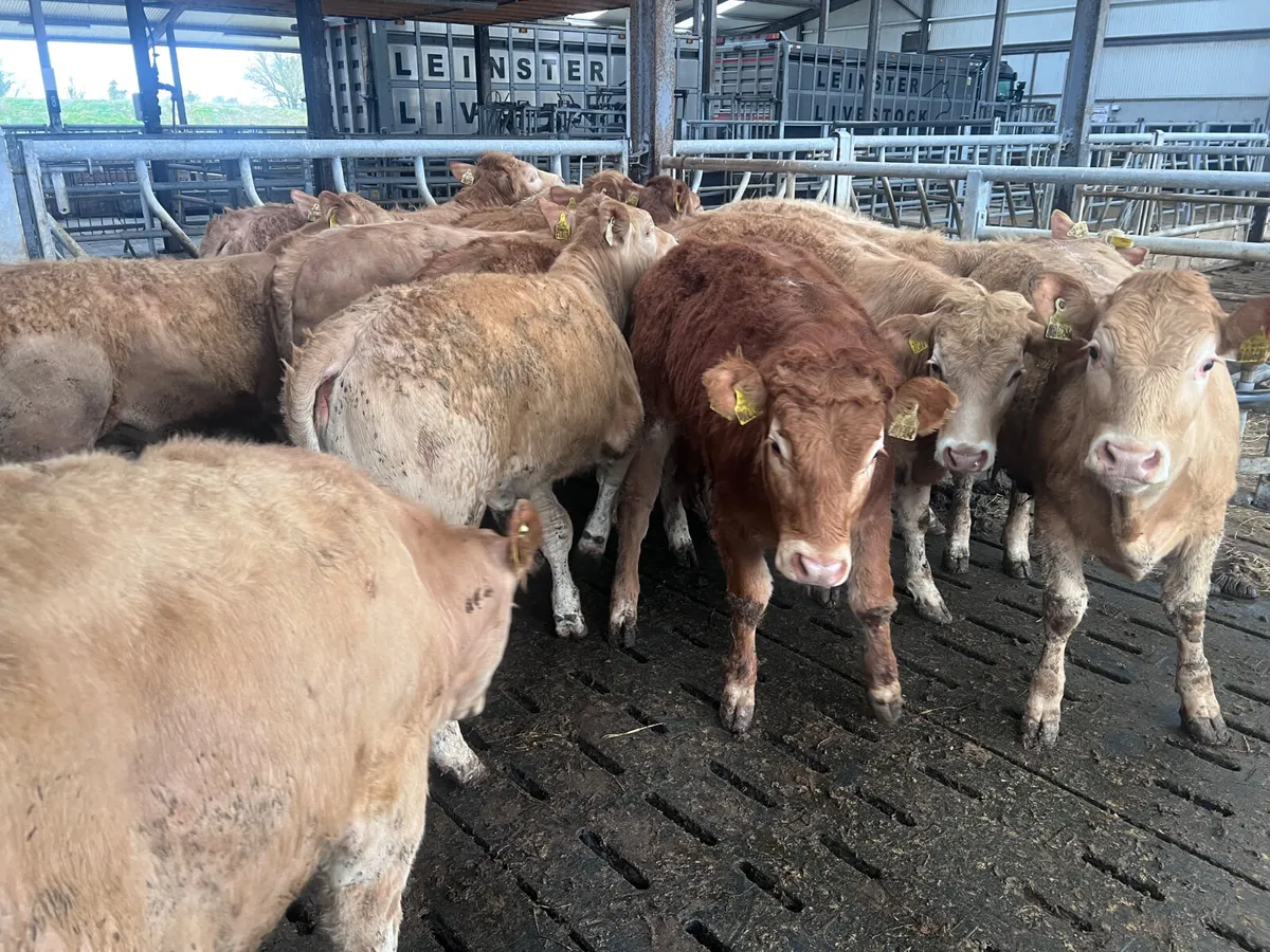 •01/04/26• 10 Golden Charolais Heifers - Image 3