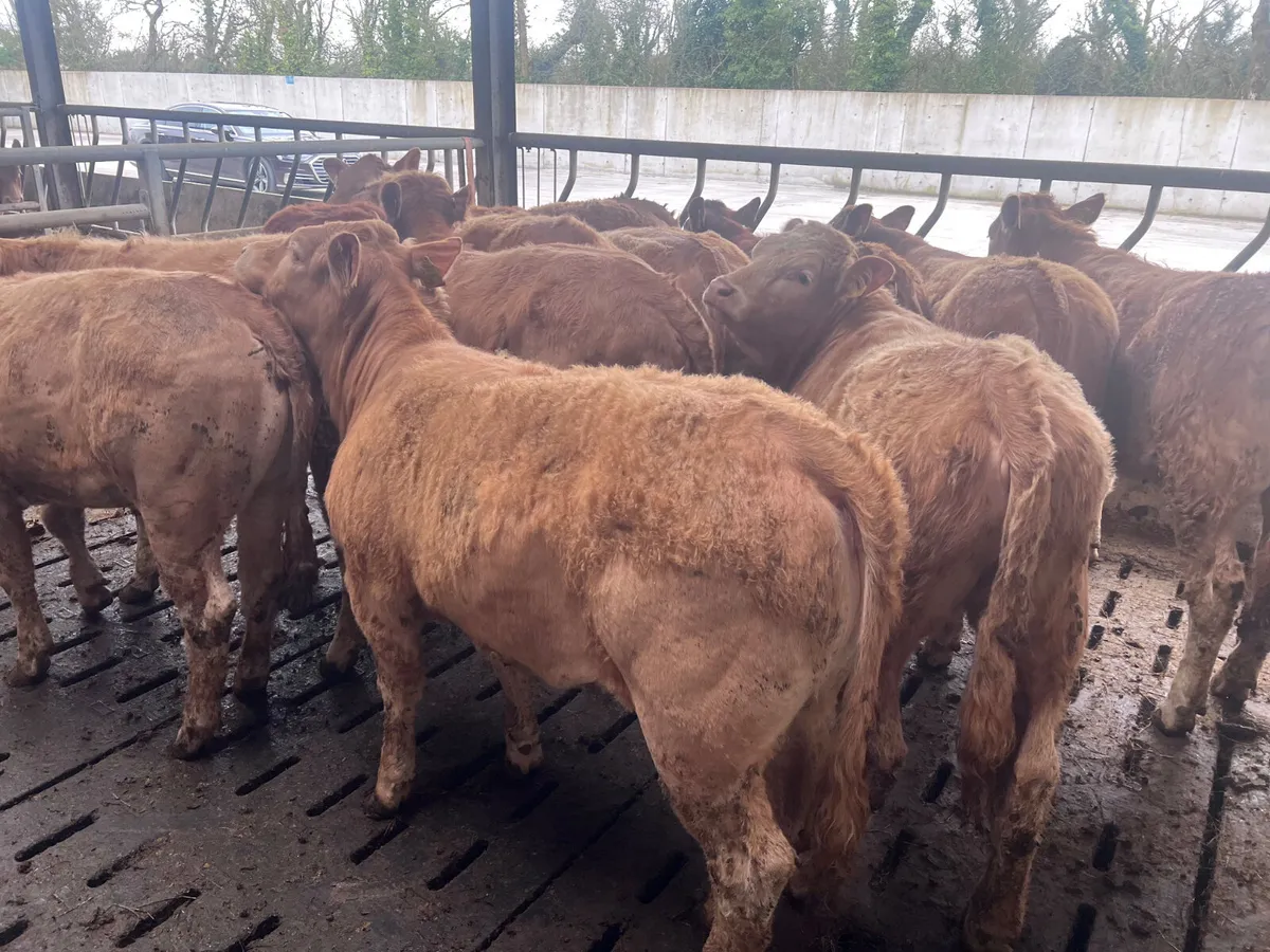 10 Golden Charolais Heifers - Image 1